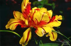  Flaming Tulip 