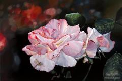  Dragonfly and the Rose 