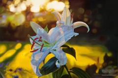  Asian Lily 
