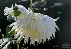  Nature's Tears 
