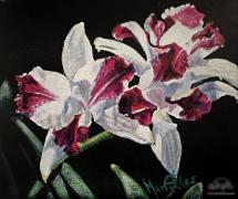  Cattleya 