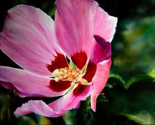  HIBISCUS 