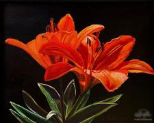  Wild Lily 
