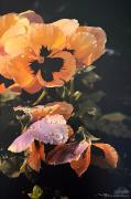  Yellow Pansy 