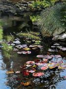  Floating Lilies 