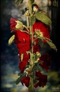  Hollyhocks 
