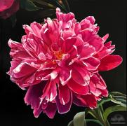  Pink Peony 