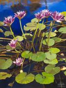  Splendor in the Pond 