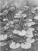  Water Lilies 